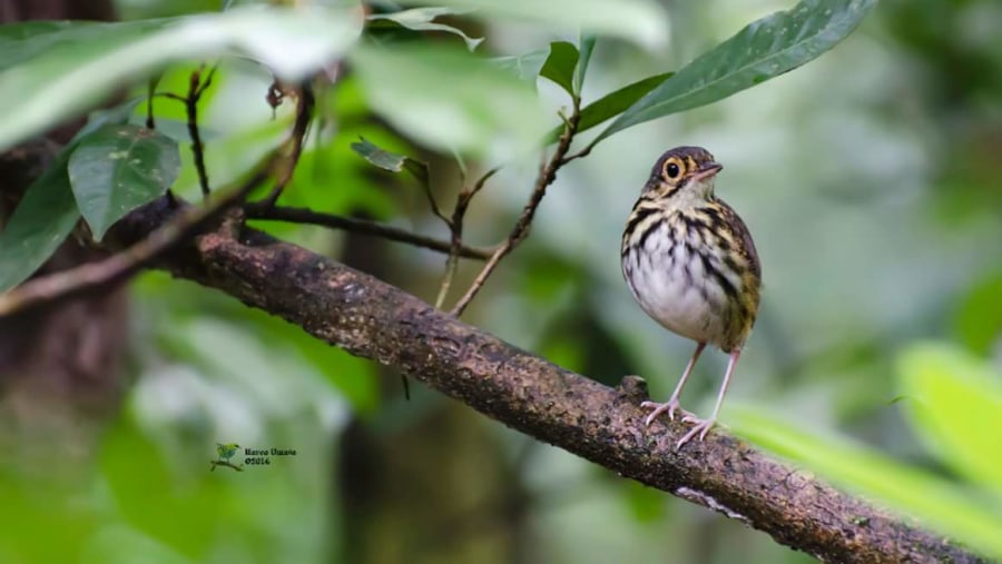 Streak-chested Antpitta