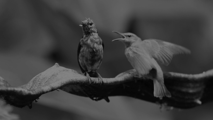 red legged Honeycreeper