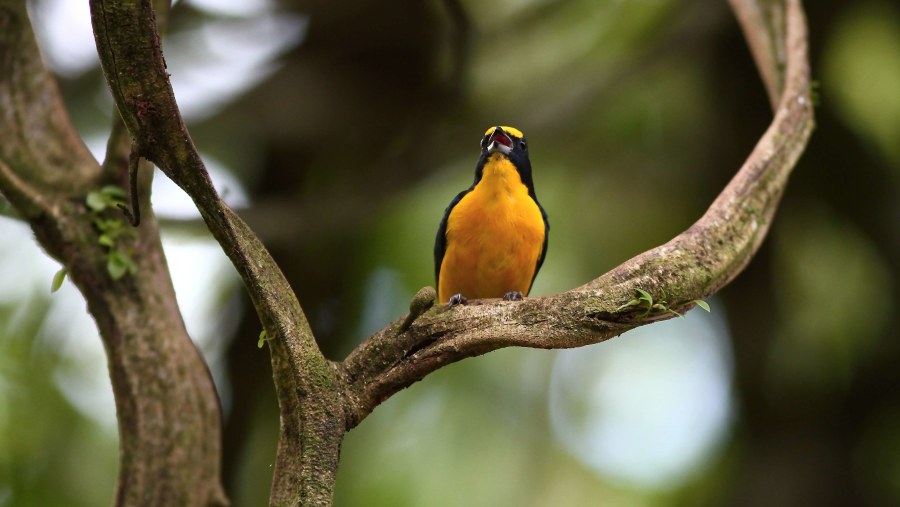 yellow throated Euphonia 