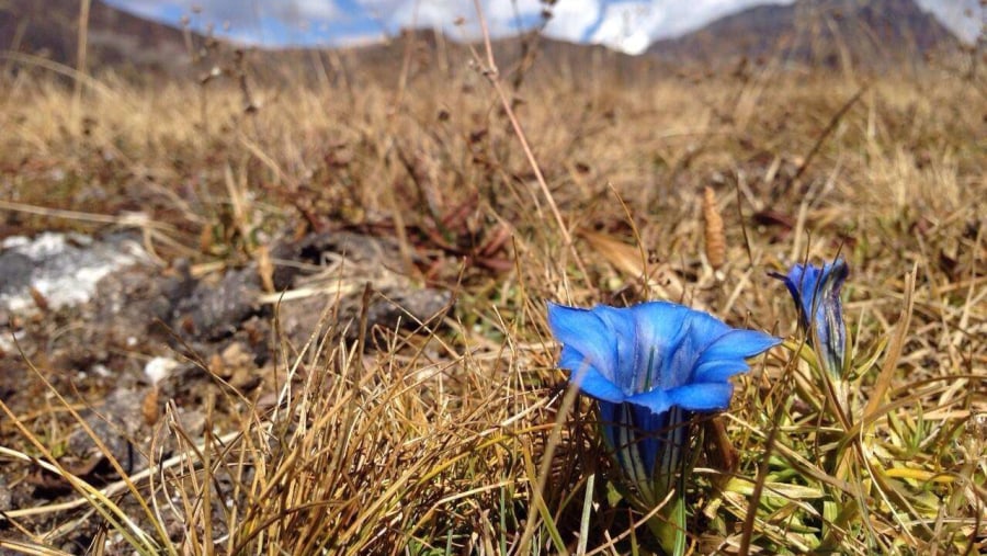 flower in Bhutan