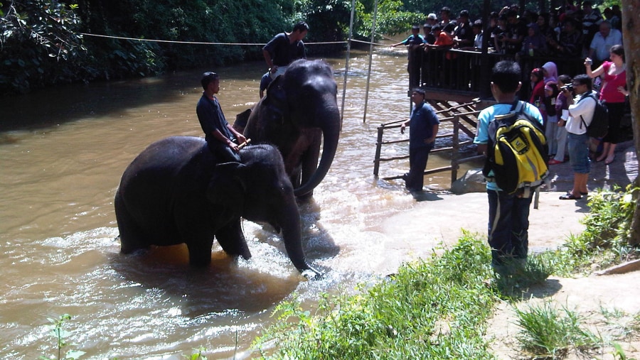 bath with an elephant