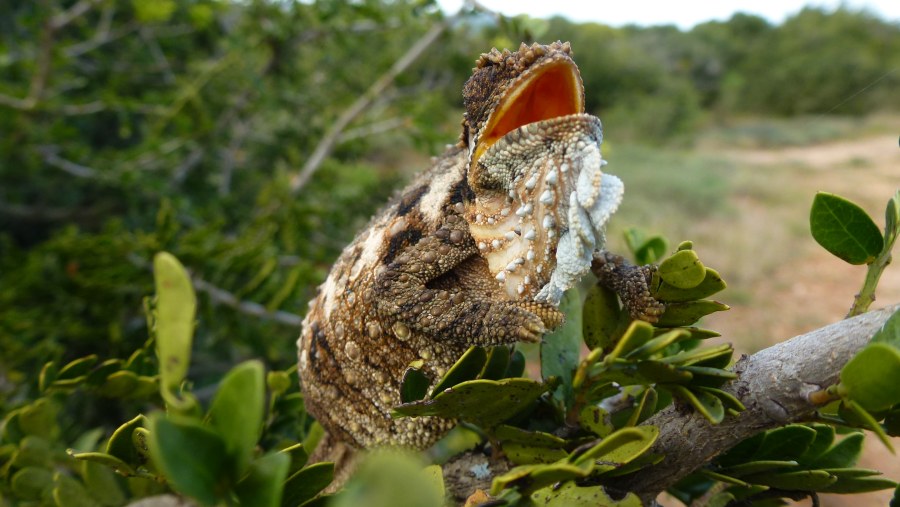 Eastern Cape Dwarf Chameleon, Bradypodion ventrale