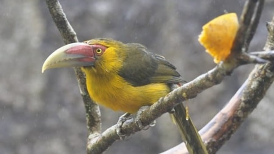 Saffron Toucanet