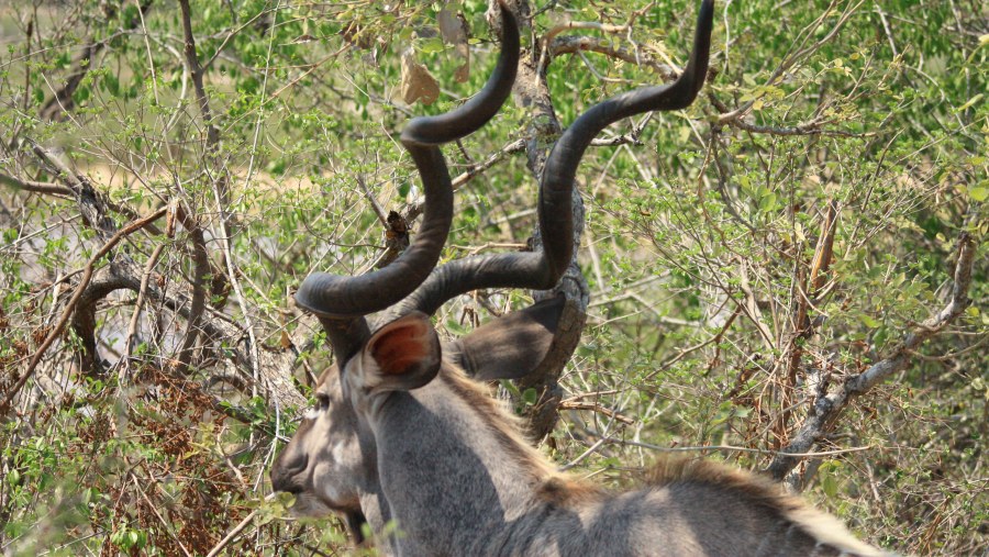 Kudu Bull  [Male]