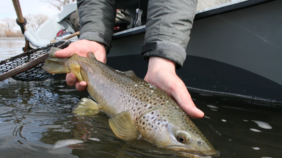 Yellowstone River Brownie