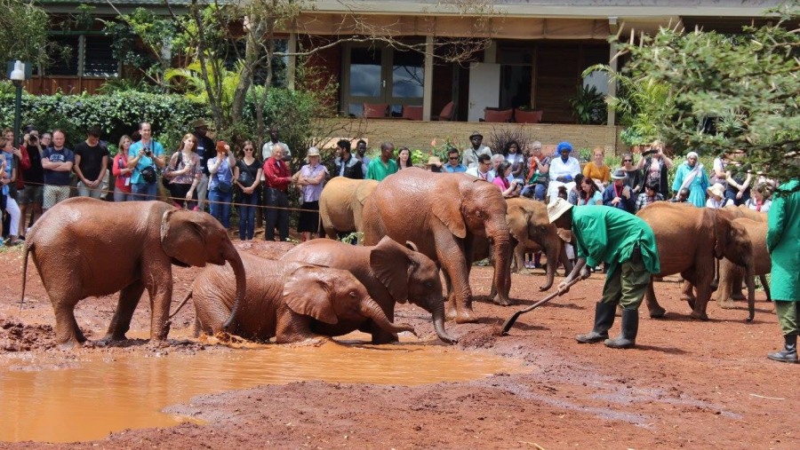 David Sheldrick Elephant Orphanage 