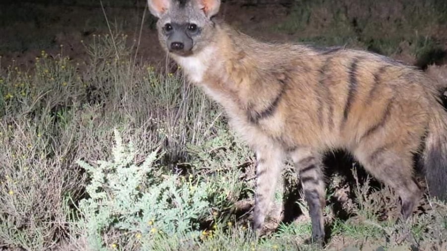 Brown hyena on shy five game drive