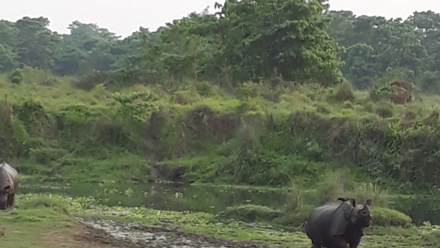 Chitwan National Park 