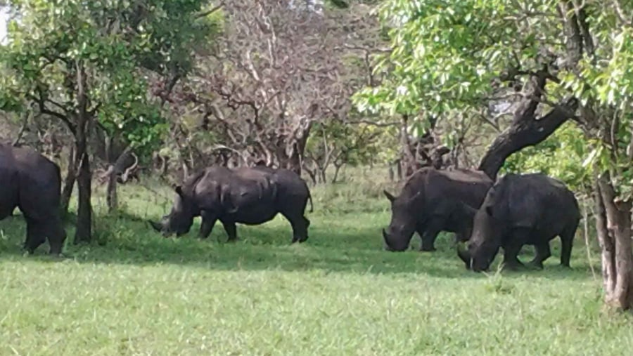 Rhino Trekking at Ziwa