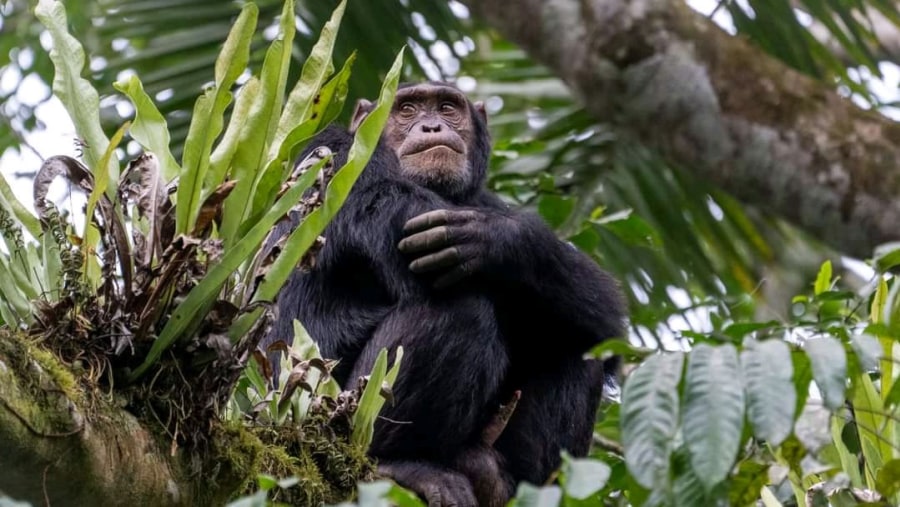 CHIMPANZEE TREKKING IN KIBALE NATIONAL PARK