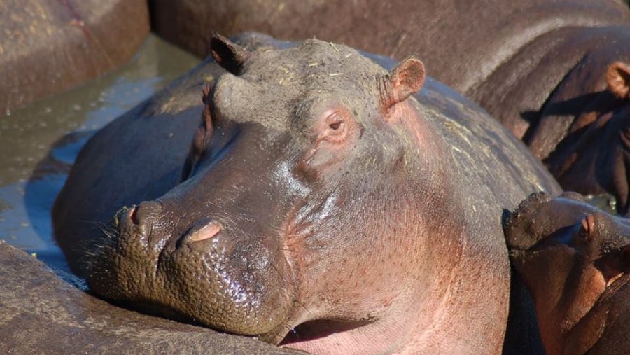 Hippopotamus on swamp.