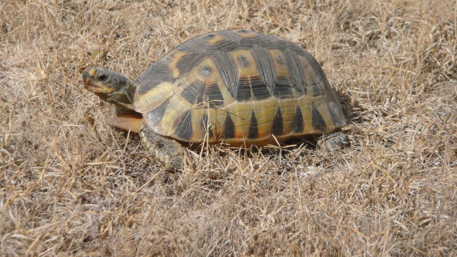 Chersina angulata, Schnabelbrust-Schildkröte