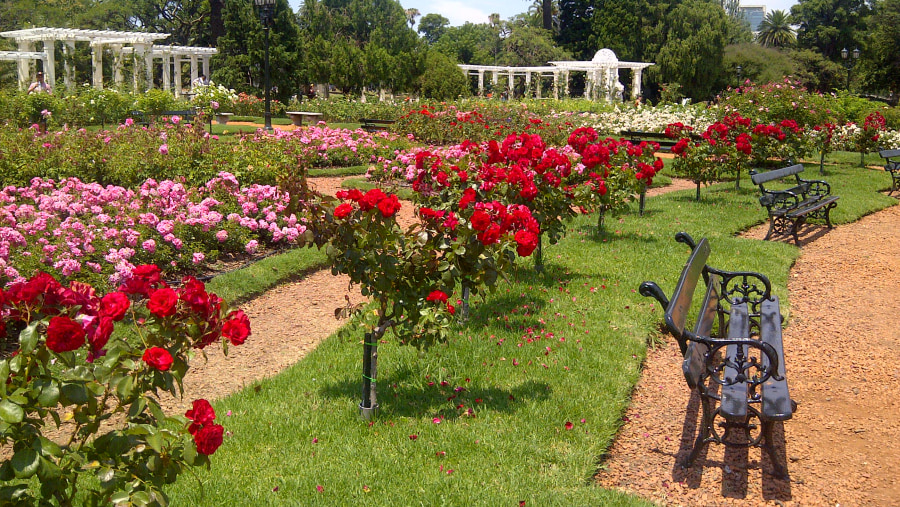 Rose Park