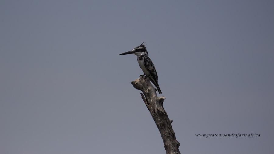 Pied Kingfisher in Okavango Delta