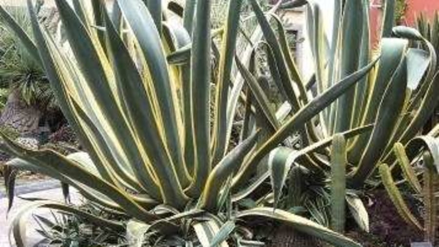 Agave plants