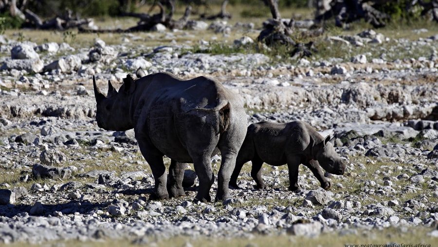 Black Rhino with a calf at a waterhole