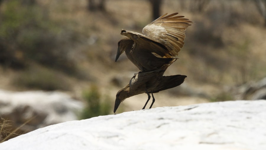 Hamerkop