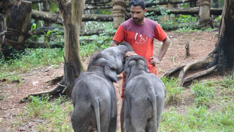 Baby elephants being pampered 