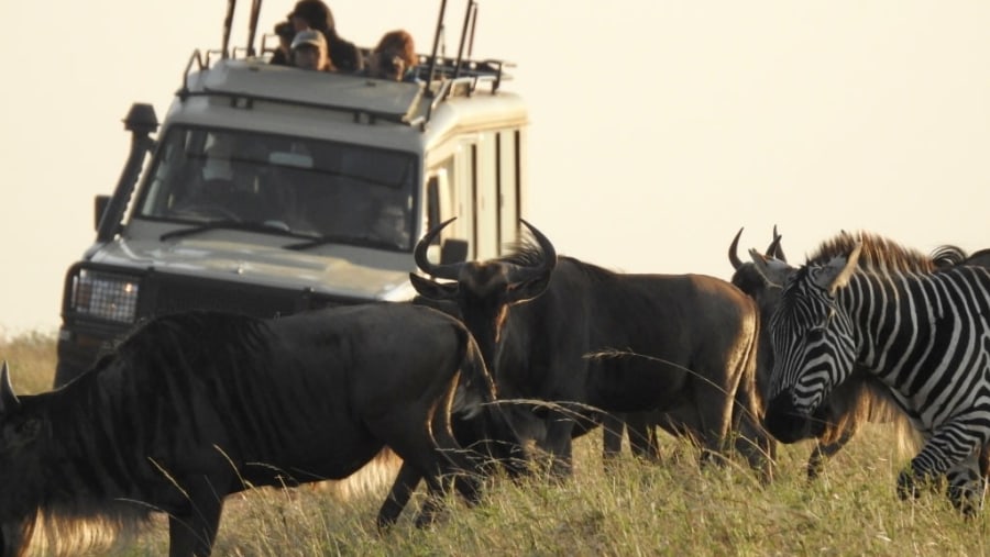 Our guests enjoying wildebeest migration in the Serengeti 