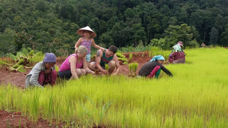 Planting rice in Mae Wang