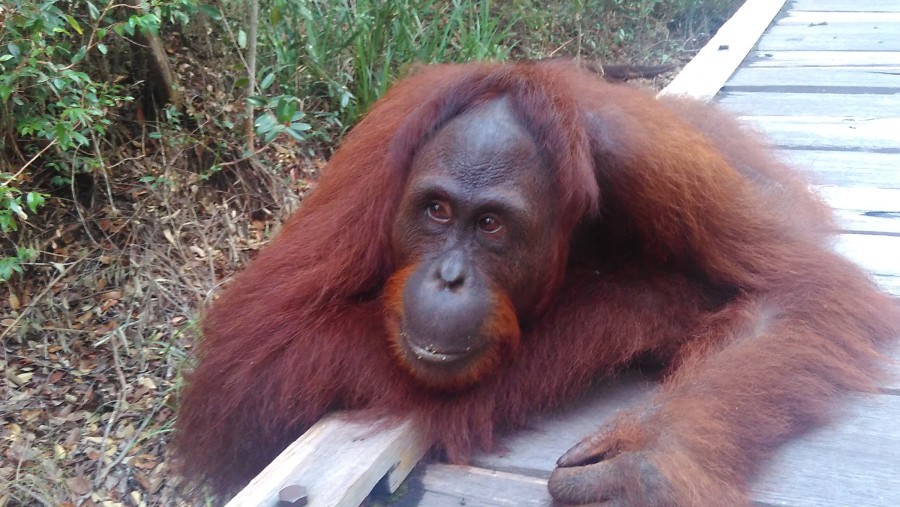 one of orangutan in tanjung puting 