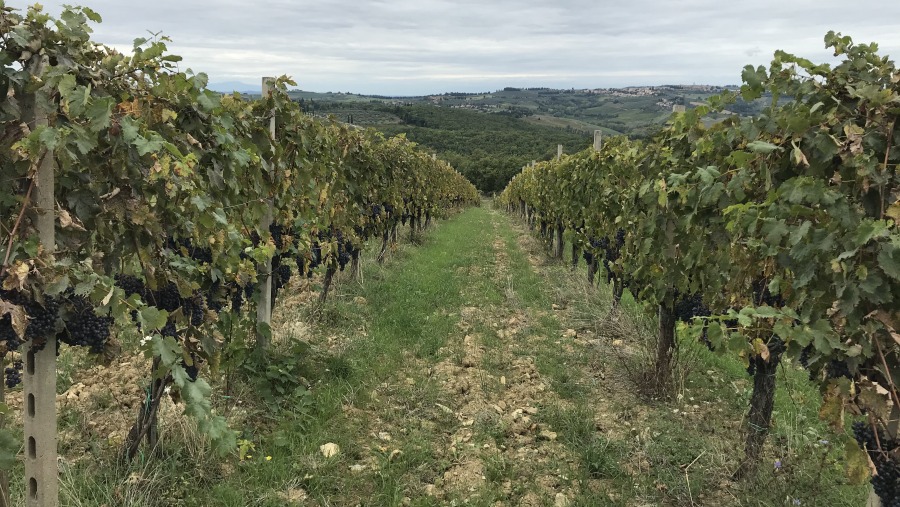 Wine tour Chianti Classico