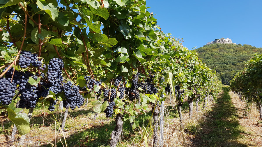 Lovely wineyards in Neuffen and castle