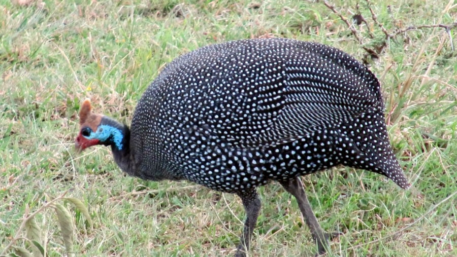 Guinea Fowl