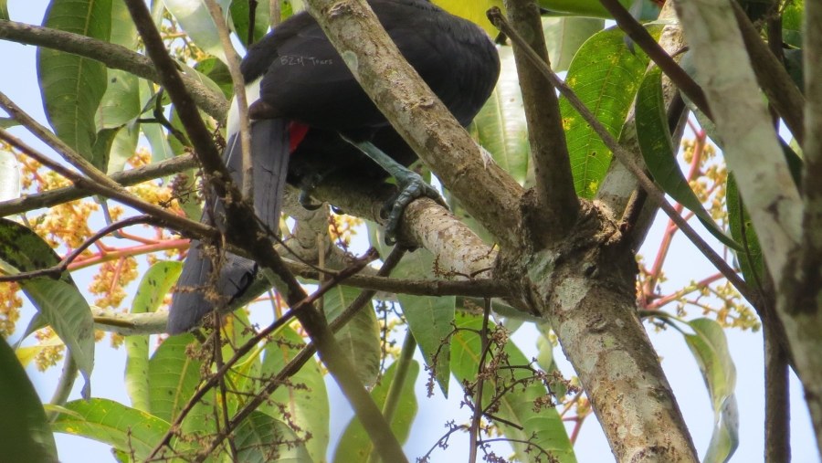 Keel-Billed Toucan