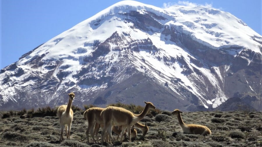 Chimborazo Reserve