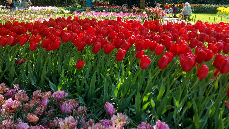 Keukenhof