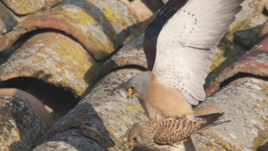 Lesser Kestrel mating