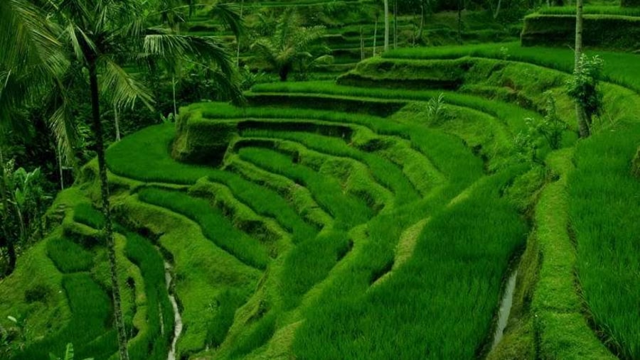 Rice Terraces at Tegalalang