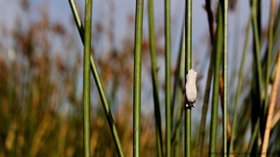 Frog in Okavango Delta