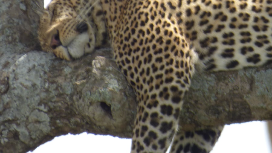 Tarangire, Serengeti and Ngorongoro Crater with Anthony in February 