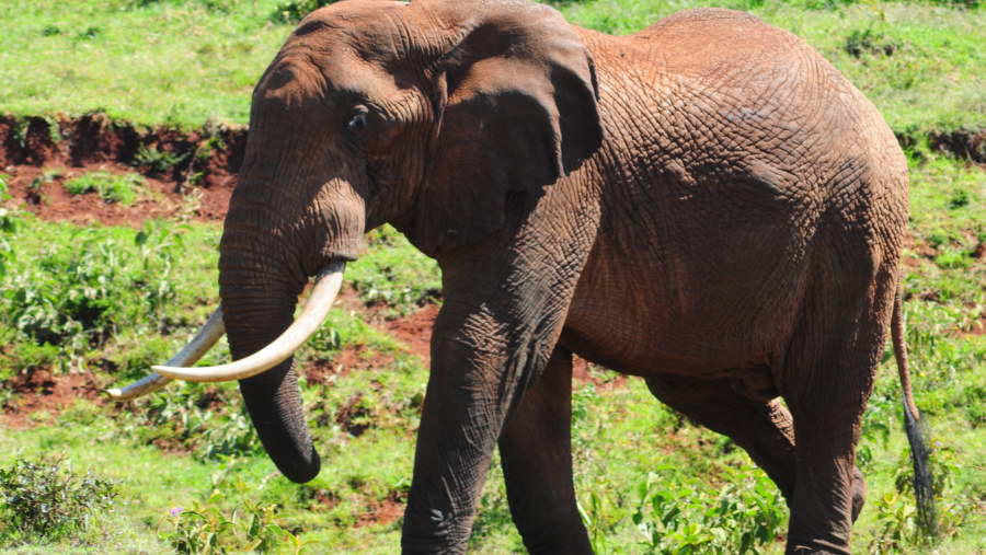 Aberdares Forest Elephant