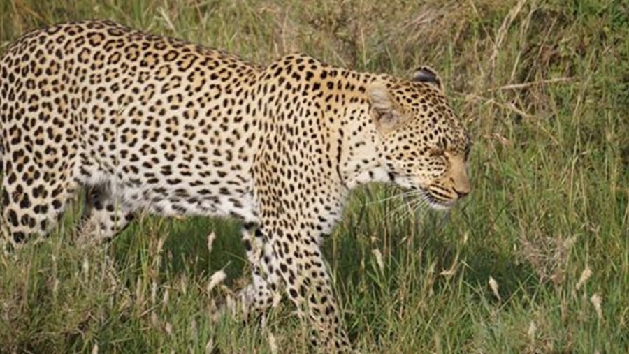 Leopard jpg