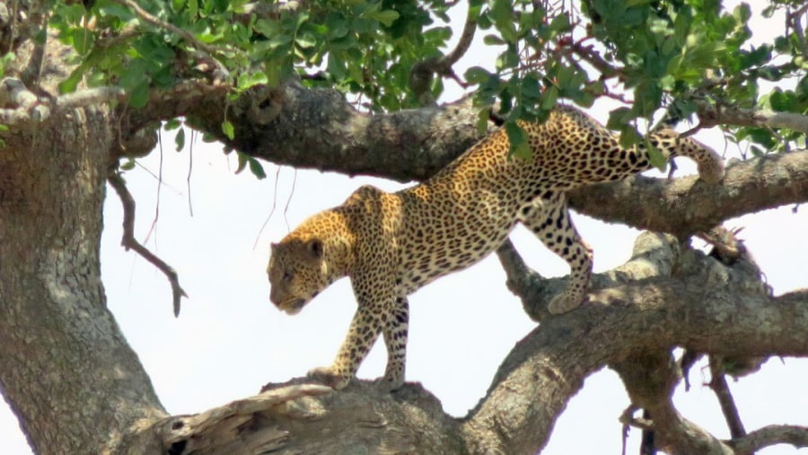 serenera leopard