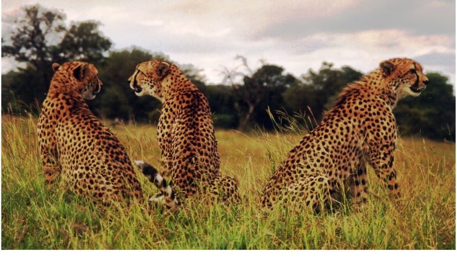 Three Cheetah Brothers