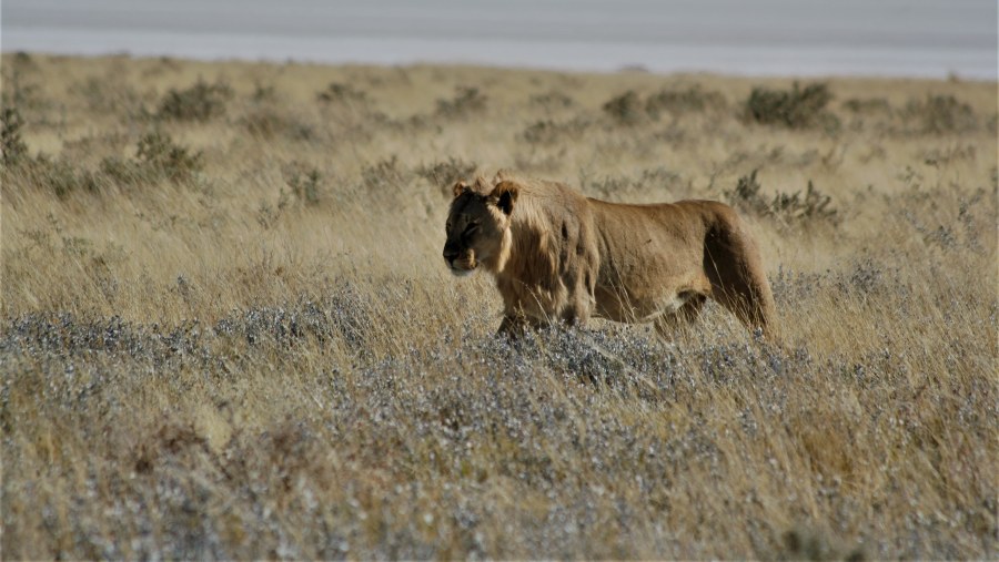 Juvenile Male Lion - Etosha Park