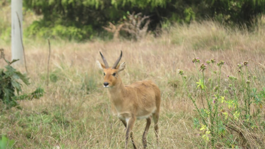 Southern Ethiopia - from the Rift Valley to the Bale Mountains