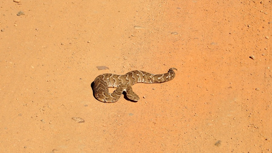 Puff Adder