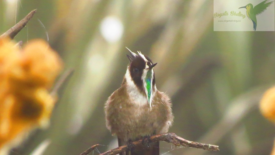 endemic- Green bearded Helmtecrest