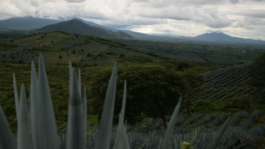 The Agave Fields at Tequila