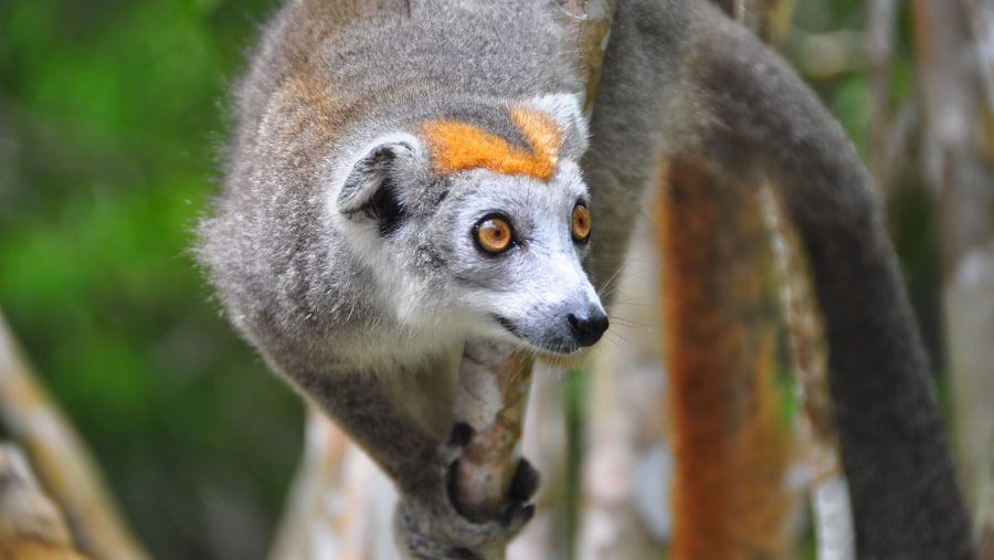 Crowned lemur