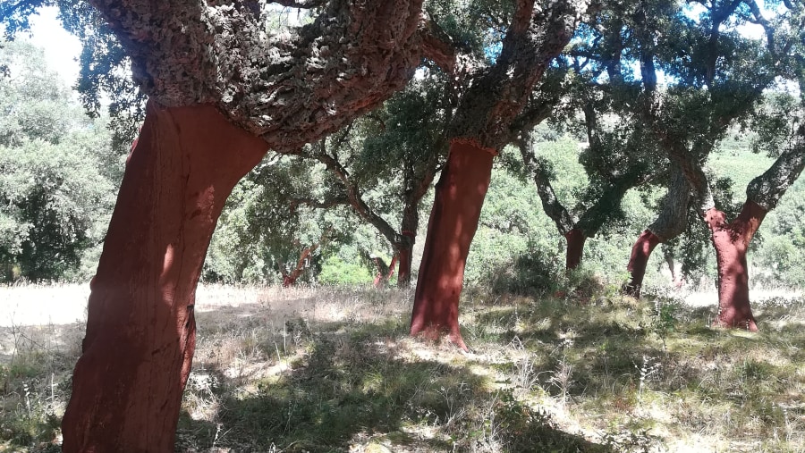 Cork trees Sardinia