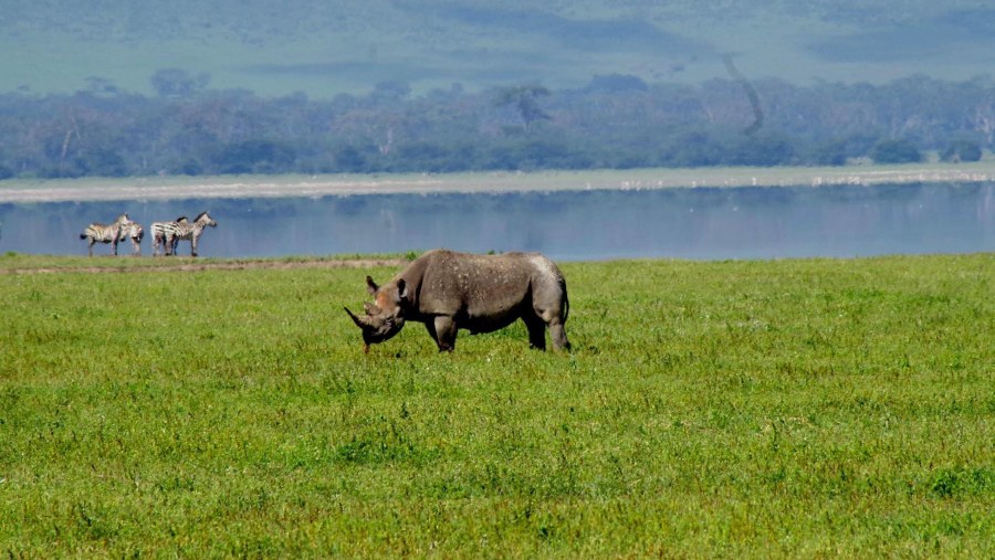 Black rhino