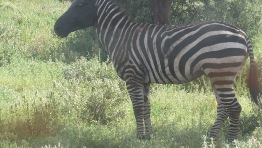 Zebra