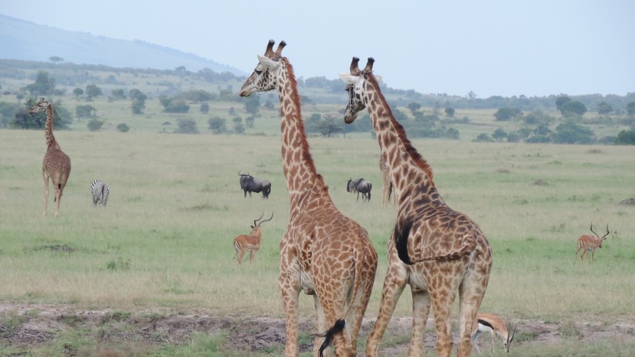 YHA Kenya Travel Tours And Safaris, Masai Mara,Wildlife Safaris, Kenya Holidays, Kenya Adventure Budget Camping Safaris, Best Safaris in Kenya,Wildebeest Migration Safaris.