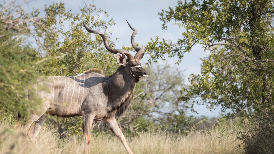 Kudu